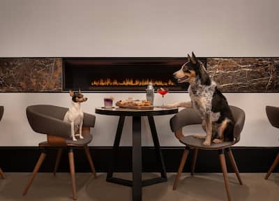 Two dogs enjoying cocktails and a barkuterie board