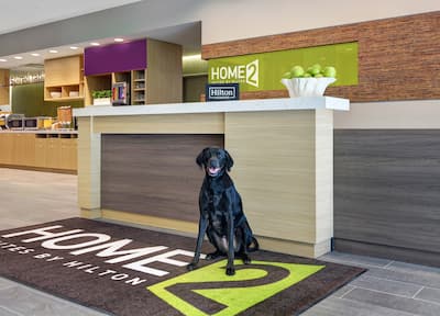 Black lab waiting at reception desk in lobby